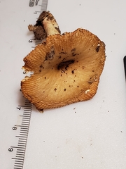 Russula amerorecondita