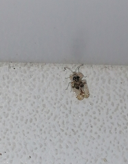 Corythucha arcuata