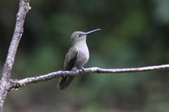 Eupetomena cirrochloris