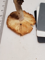 Russula amerorecondita
