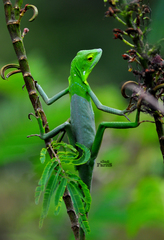 Bronchocela jubata