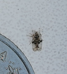 Corythucha arcuata
