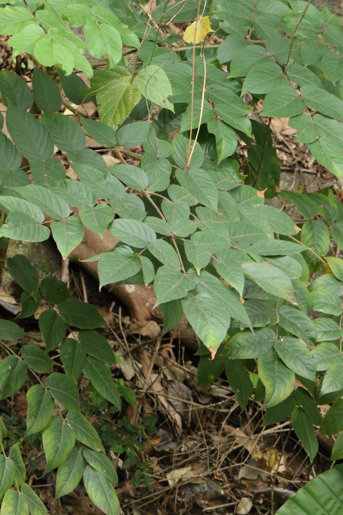 Chinese Angelica Tree (Aralia chinensis)