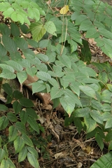 Aralia chinensis