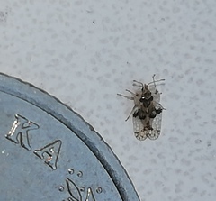 Corythucha arcuata