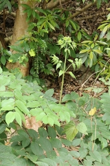 Aralia chinensis, photograph author not stated, no rights reserved