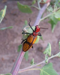 Tegrodera aloga