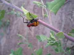 Tegrodera aloga