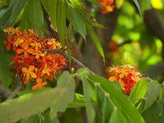 Saraca indica