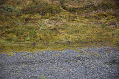 Cinclodes albidiventris