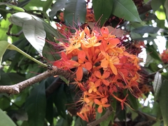 Saraca indica