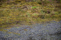 Cinclodes albidiventris