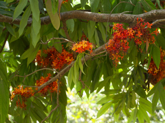 Saraca indica