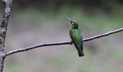 Heliodoxa rubricauda