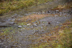 Cinclodes albidiventris