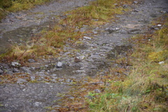 Cinclodes albidiventris