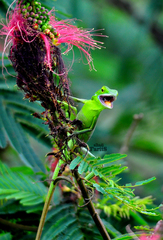 Bronchocela jubata