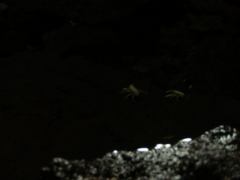 Munidopsis polymorpha