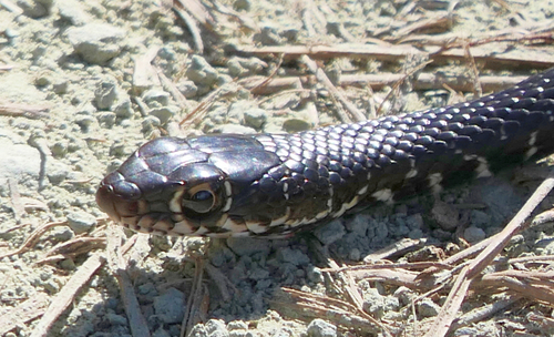 Photo of a Cyprus Whip Snake (Hierophis cypriensis)
