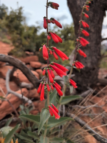 firecracker penstemon
