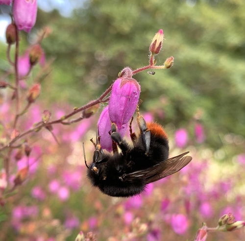 Red-tailed Bumble Bee, photo 4 of 8