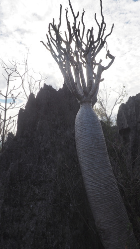 Pachypodium lamerei