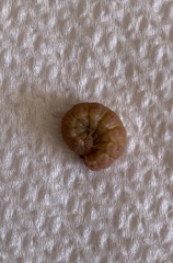 Anacridium aegyptium