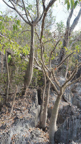 Pachypodium lamerei