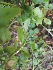 Chionaspis salicis