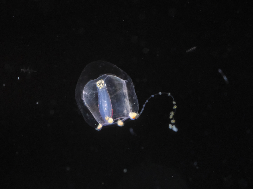 Euphysa aurata