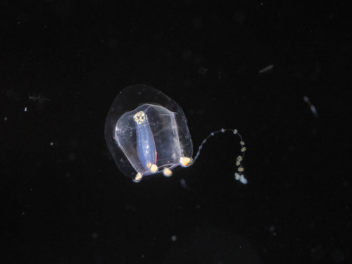 Euphysa aurata