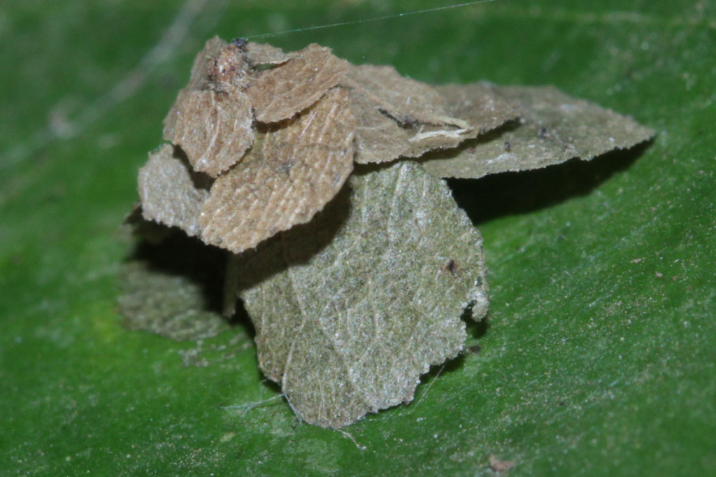 Witch's Hat Bagworm Moth