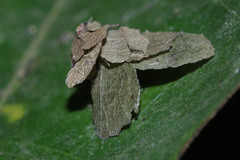 Pagodiella