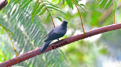 Lalage fimbriata