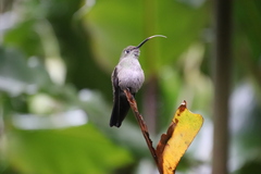 Eupetomena cirrochloris