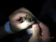 Lasiurus ega