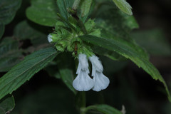 Leucas lavandulifolia