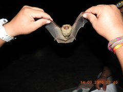 Lasiurus ega