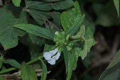 Leucas lavandulifolia