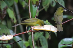 Orthogonys chloricterus