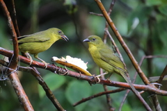 Orthogonys chloricterus