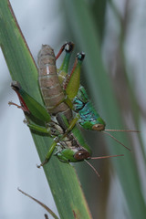 Caryanda spuria