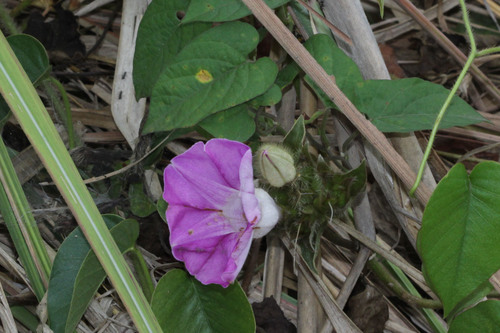 Argyreia capitiformis, photograph 1