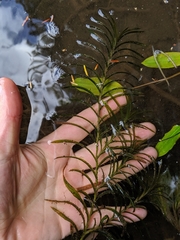 Potamogeton robbinsii