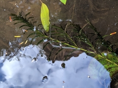 Potamogeton robbinsii
