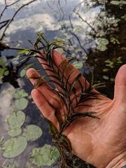 Potamogeton robbinsii