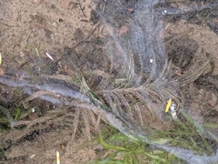 Potamogeton robbinsii