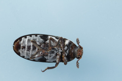 Dermestes maculatus