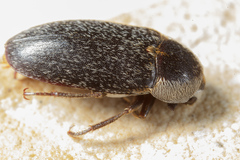 Dermestes maculatus
