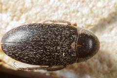 Dermestes maculatus